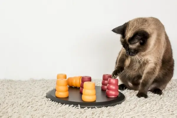 gato siamés resolviendo rompecabezas de mascotas