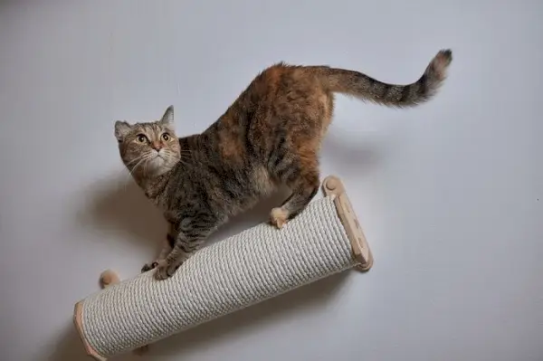 Rascador de pared para gatos.