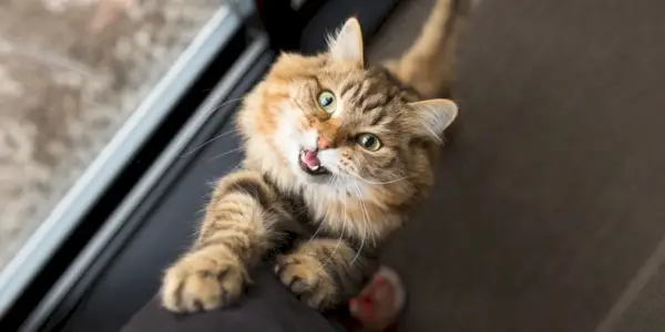 La imagen captura a un gato cómodamente situado entre una persona.