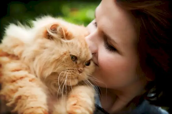 Der Verzehr von Menschenhaaren kann bei Katzen ein Zeichen von Stress sein.