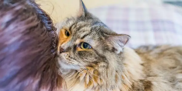 Mangiare capelli umani è un comportamento comune nei gatti.