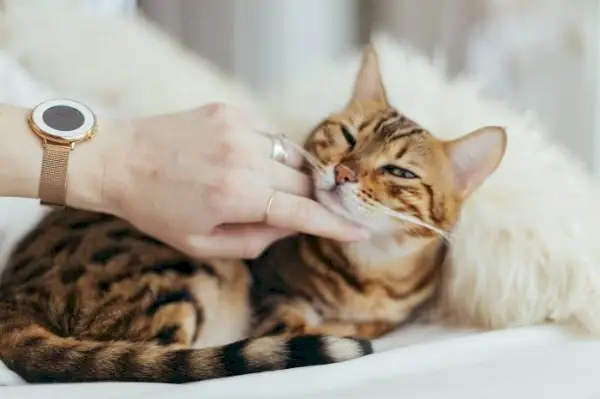 Slika bolne mačke, ki kaže znake, da potrebuje pozornost, morda z letargijo, nelagodjem ali drugimi vidnimi simptomi, ki poudarja pomen zagotavljanja oskrbe in iskanja veterinarske pomoči za bolnega mačjega spremljevalca.