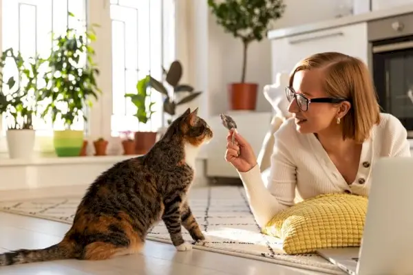 En engagerande bild av en person som med glädje leker med sin katt, använder en leksak för att interagera och skapa stunder av nöje och anslutning, som visar vikten av att knyta an genom lek.