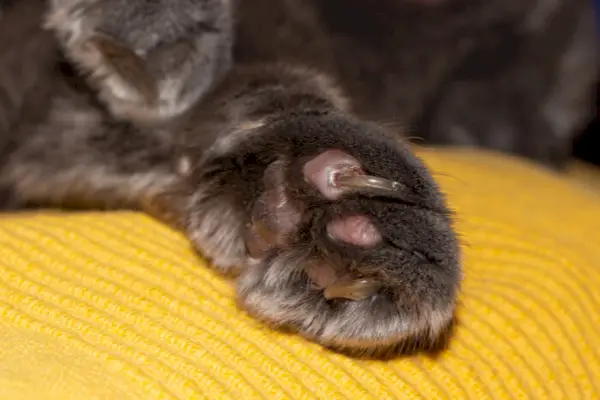 Cómo recortar las uñas de los gatos.