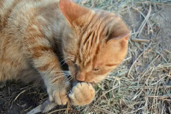 kissa pureskele kynsiä