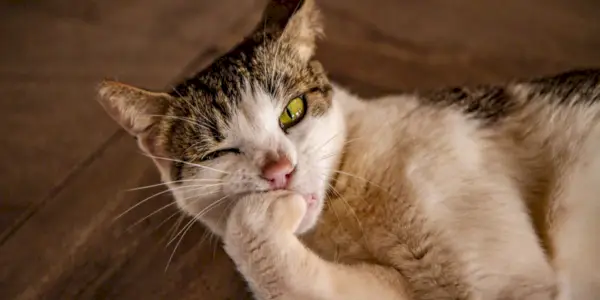 Kat eet zijn nagels op.