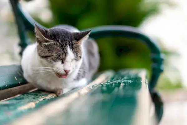 Afbeelding van een kwijlende kat, mogelijk als gevolg van verschillende factoren, zoals opwinding, misselijkheid, gebitsproblemen of andere gezondheidsproblemen.