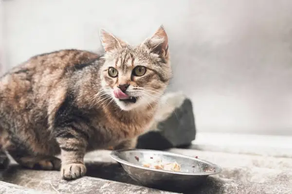 Das Bild deutet auf eine Katze mit trockenem Mund hin und betont mögliche Beschwerden oder gesundheitliche Probleme im Zusammenhang mit Flüssigkeitszufuhr oder zugrunde liegenden Erkrankungen.