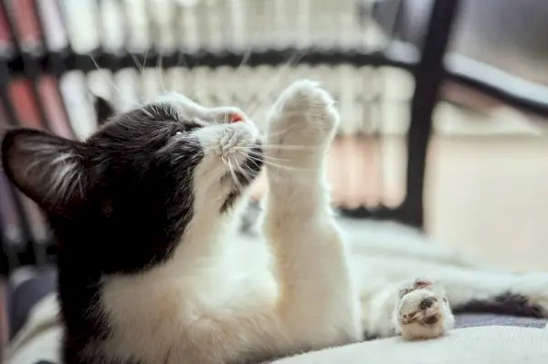 Imagen de un gato lamiendo cariñosamente la cara de otro gato, mostrando vínculo social y comportamiento de aseo.