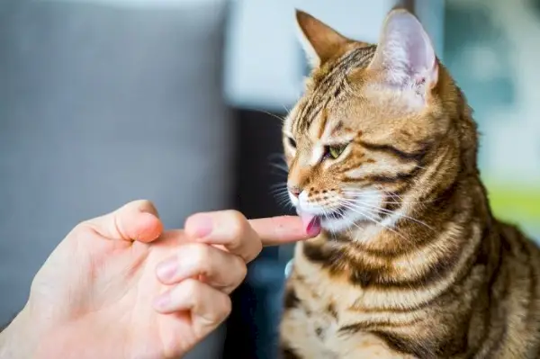 Billede af en kat, der slikker en person