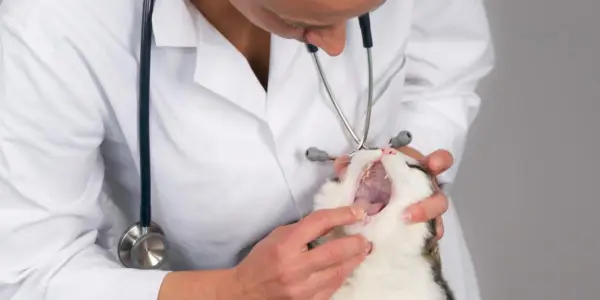 Das Bild zeigt ein Mundgeschwür bei einer Katze und weist auf ein potenzielles Gesundheitsproblem hin, das möglicherweise tierärztliche Behandlung erfordert.