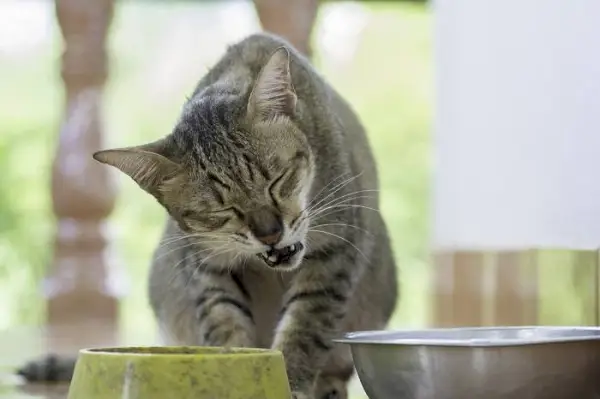 Imagen que muestra a un gato experimentando dolor dental, subrayando la importancia de un cuidado dental adecuado y controles periódicos para la salud bucal felina.