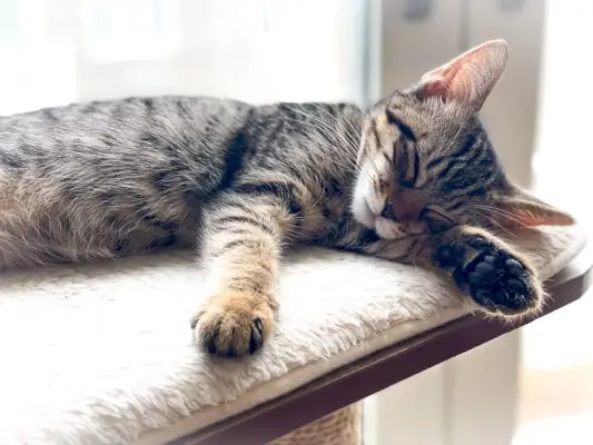 Image illustrant un chat souffrant de nausées, montrant un signe courant d'inconfort ou de maladie chez les félins.