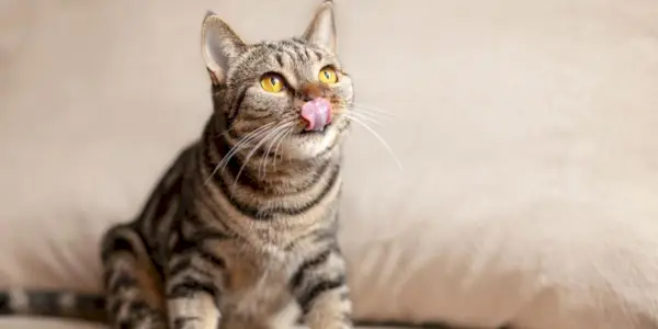 Pourquoi les chats se claquent-ils les lèvres ? Comment les faire arrêter