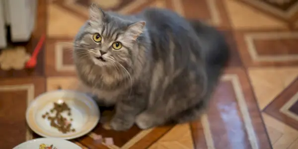 8 razões pelas quais os gatos nunca terminam a comida e o que fazer