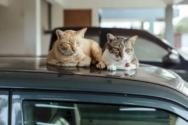 車の屋根で気持ちよさそうに寝ている猫の画像。猫の好奇心とリラックスできる居心地の良い場所を見つける能力を示しています。