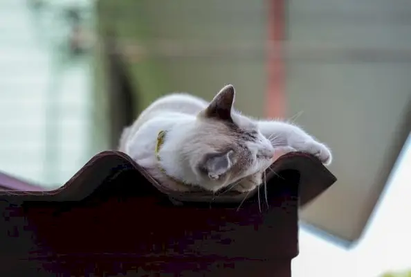 Imagen de un gato durmiendo plácidamente en un tejado, mostrando su inclinación por encontrar lugares de descanso elevados y seguros.