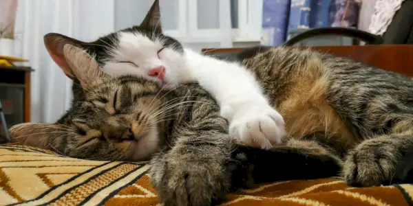 Imagem de dois gatos dormindo lado a lado, capturando um momento emocionante de companheirismo felino e descanso compartilhado.