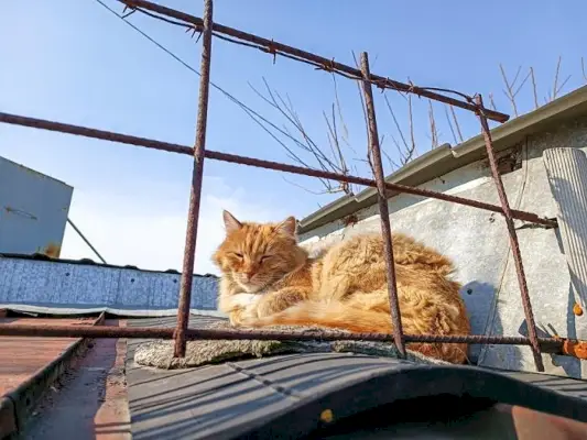 Das Bild einer orangefarbenen Katze, die bequem auf einem Dach schläft, zeigt die Anpassungsfähigkeit der Katze und ihr Talent, einzigartige Ruheplätze zu finden.