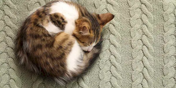 Image d'un chat recroquevillé en boule pendant son sommeil, incarnant une position de sommeil confortable et sécurisée.