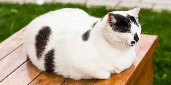 Imagem de um gato confortavelmente acomodado no