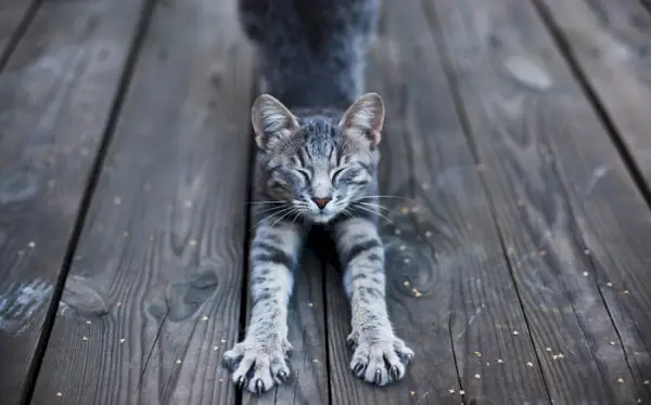 Imagen de un gato estirando su cuerpo, mostrando su flexibilidad y el comportamiento natural de estirarse después del descanso.