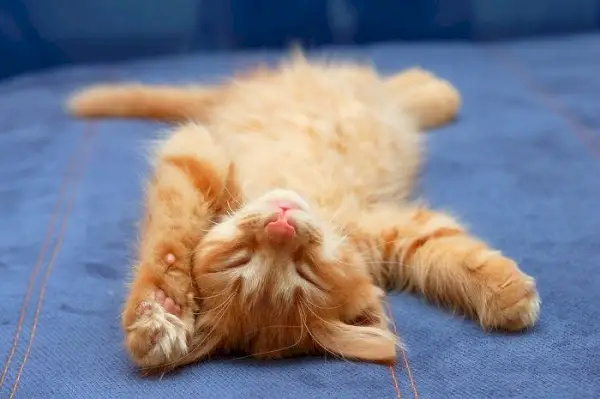 Adorable image d'un chaton dormant paisiblement sur le dos, faisant preuve de vulnérabilité et de contentement dans un environnement sûr.