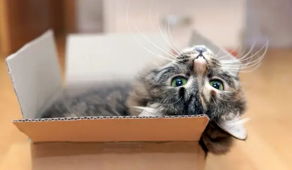 Imagen que captura a un gato jugando alegremente con una caja de cartón, demostrando su entusiasmo por las formas de entretenimiento simples y creativas.