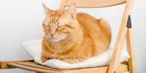 Imagem de um gato dormindo pacificamente em uma cadeira, personificando relaxamento e tranquilidade em um local aconchegante.