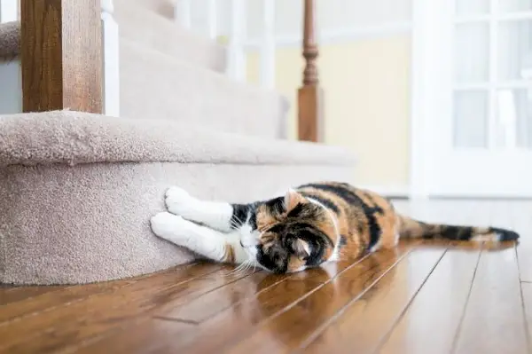 Revelando los motivos detrás de los gatos