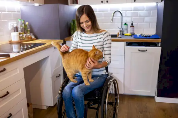 Como manter os gatos longe dos balcões