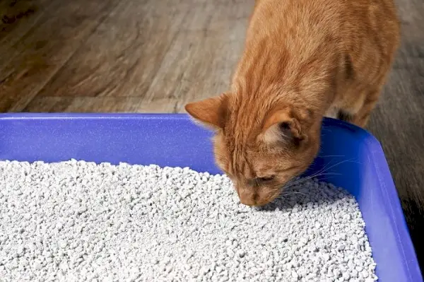 Een afbeelding van een kat in een kattenbak, bezig met eliminatie. De scène onderstreept de kat