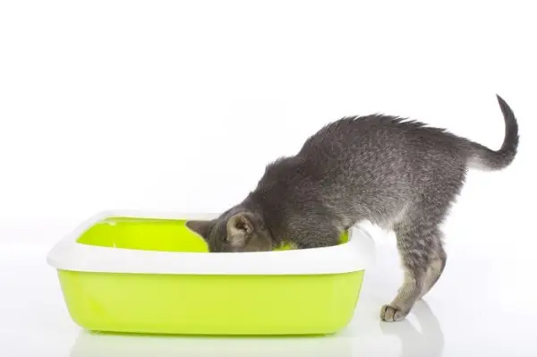 Une adorable image représentant un jeune chaton dans un bac à litière, mettant en valeur le chat