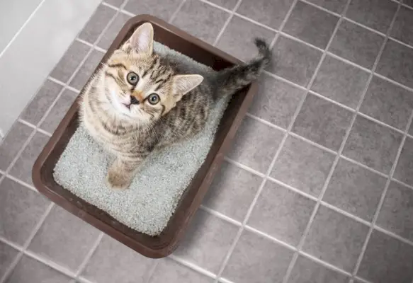 Ein Bild zeigt eine Katze, die in einer Katzentoilette steht, die mit sandähnlichem Katzenstreu gefüllt ist.