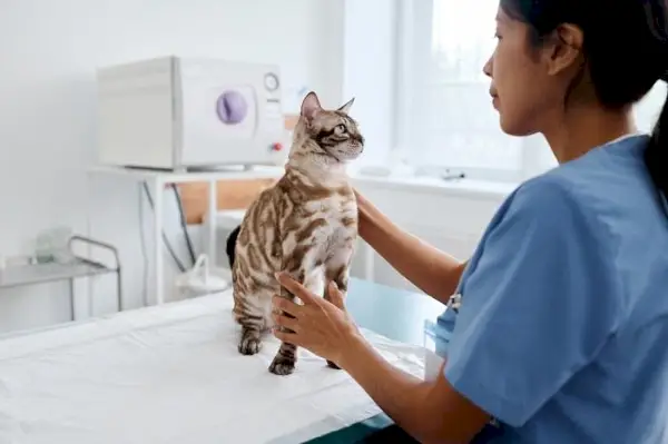 En bild som föreställer en katt som genomgår en veterinärkontroll. Scenen belyser ansvarsfull husdjursvård, och betonar betydelsen av regelbundna hälsoundersökningar för att säkerställa katten