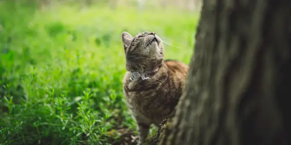 猫の鳴き声。