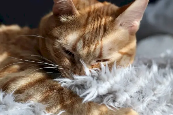 Immagine accattivante di un gatto rannicchiato con una coperta, che simboleggia il comfort e il calore in un ambiente tranquillo.