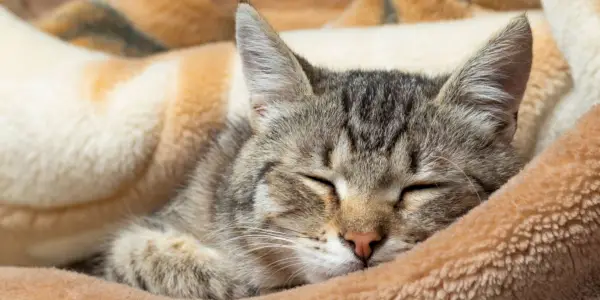 Imagem de um gato dormindo pacificamente nas dobras de um cobertor, capturando um momento de descanso sereno e aconchegante.