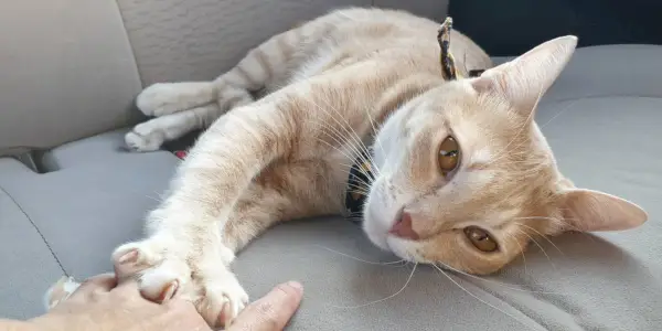 Gato descansando em um assento de carro