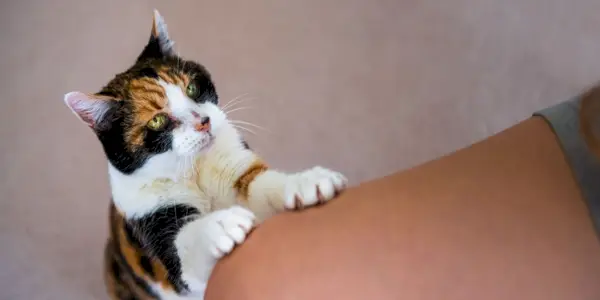 8 Gründe, warum Ihre Katze scharrt und wie Sie helfen können