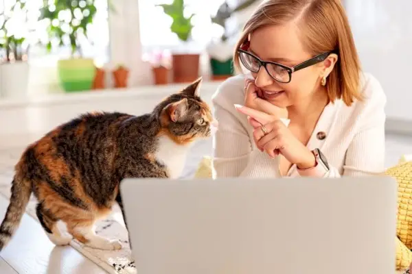 Un chat curieux et alerte, avec les oreilles dressées et les yeux concentrés, recherchant avidement l'attention et l'interaction.