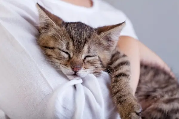 Uma cena comovente de um gatinho abraçando afetuosamente um bicho de pelúcia, mostrando inocência, ternura e os instintos naturais de carinho dos companheiros felinos.