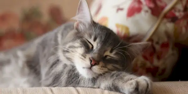 Image d'un chat paisiblement endormi, capturant un moment de sérénité et de réconfort dans son sommeil.