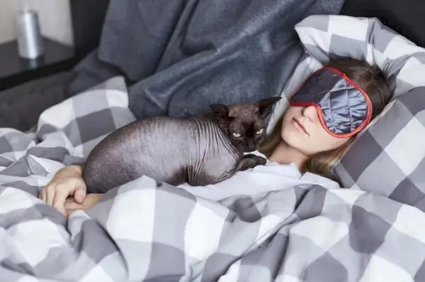 Un adorable chat gris et blanc confortablement lové, recherchant sécurité et confort dans son environnement.