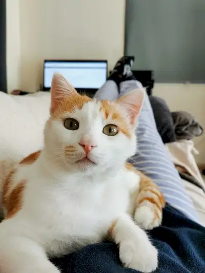 Un chat tigré orange content allongé paisiblement sur une personne