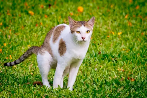 Et billede, der forestiller en kat, der gør afføring i en have. Scenen fanger en kat, der engagerer sig i en naturlig adfærd, mens den også adresserer bekymringer relateret til katte, der bruger haver som et sted for eliminering.