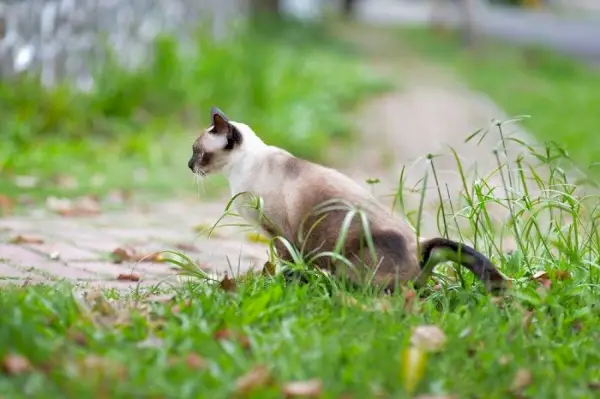 A imagem destaca uma solução que visa dissuadir os gatos de defecar no jardim, enfatizando o esforço para manter um espaço exterior limpo e arrumado.