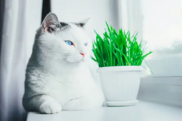 猫草を持つ猫