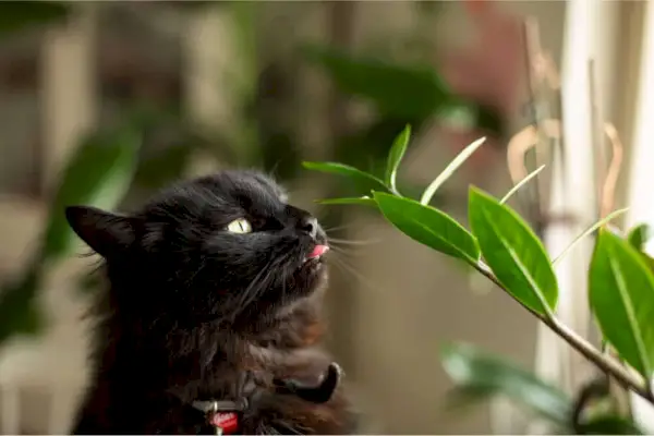 観葉植物をかじる猫