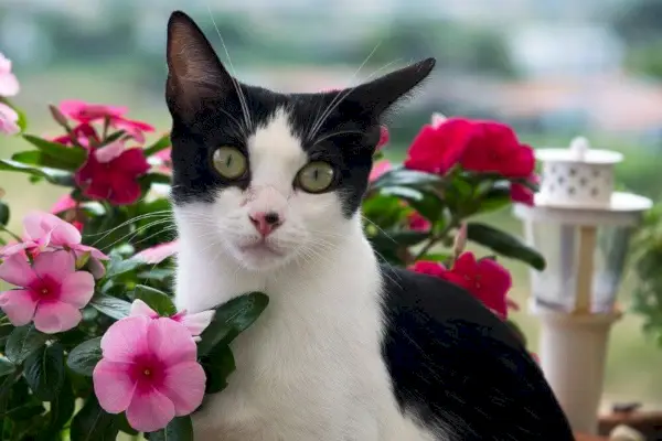 Svart och vit smokingkatt omgiven av rosa och röda blommor